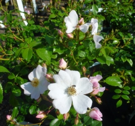 Bodendeckerrose Apfelblüte -R-