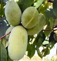 Häberli-Obst: Indianer-Banane PRIMA im Container 6 ltr (Asima triloba)