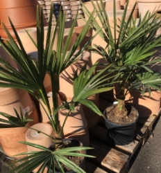 Hanfpalme (Trachycarpus fortunei) im Container