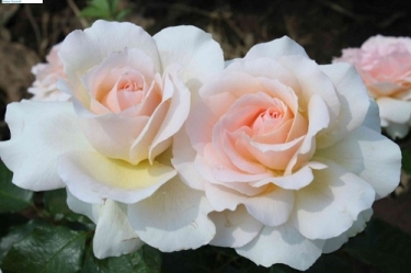Edelrose Chandos Beauty -R-