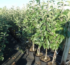 NEU Apfelquitte Cydopom als Buschbaum im Container