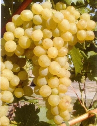 Weinrebe / Weintraube Suzi als 2-jährige Pflanze im Container 3 ltr,   ca 100-120 cm hoch