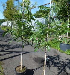 NEUHEIT: Walnuss Lara Juglans regia als Heister ca. 120 cm  im 12 Co.