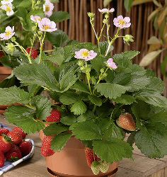 Häberli Balkonerdbeere MERCI MERLAN(S) Balkonerdbeere Fragaria*  in C1