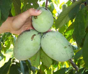 Häberli-Obst Indianer Banane  POTOMAC (Asimina) im Container 6 ltr