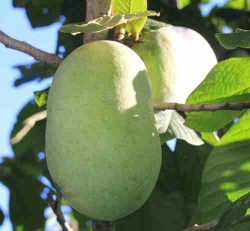 Häberli-Obst Indianer Banane  SUSQUEHANNA (Asimina) im Container 6 ltr