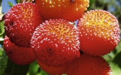 Häberli-Obst: Erdbeerbaum im Container 3,7 ltr