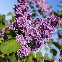 Edel-Flieder Syringa vul. Sensation