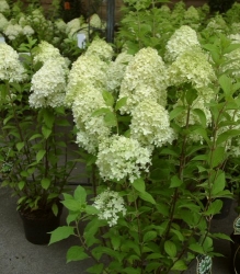 Schafskopf-Hortensie 'Limelight' im Container 5 ltr