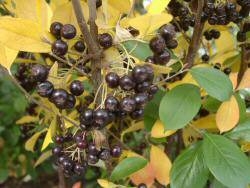 Schwarze Apfelbeere Hugin (Aronia melanocarpa 'Hugin')