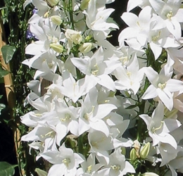 SOLIDORA  CARMEN Campanula<br />
  - Prachtglockenblume weiss
