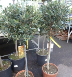 Olivenbaum-Stämmchen (Olea europaea) im 22 cm Topf