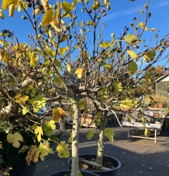 Fruchtfeige Ficus carica 'Noire de Caromb' Solitärbaum Co. 110 ltr