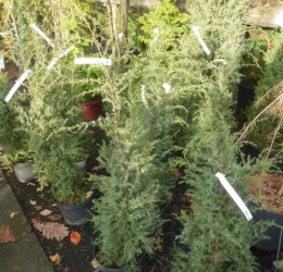 Säulen-Wacholder (Juniperus com.Hibernica) im Container 5 ltr
