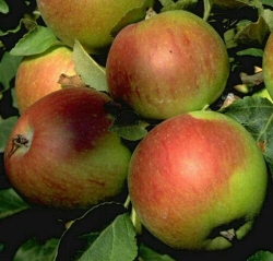 Allergiker-Apfel Alkmene als Halbstamm im Container