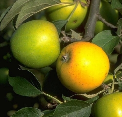 Apfel Ananasrenette als Halbstamm im Container