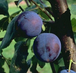 Zwetsche Bühler Frühzwetsche als Buschbaum im Container 7,5 ltr.