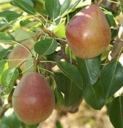 Birne Clapps Liebling als Buschbaum im Container