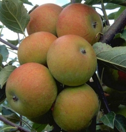 Apfel Cox Orangerenette als Buschbaum im Container