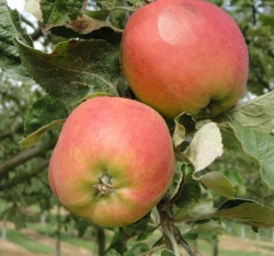 | als Pflanzen | | & Container & Apfel 8-10cm Beerenobst Obstbäume Duelmener Hochstamm im Obstsorten Rosenapfel historische Alte