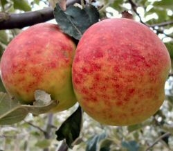 Apfel Eifeler Rambur als Hochstamm 8-10 cm StU im Container 30 ltr