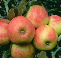 Apfel Elstar als Buschbaum im Container