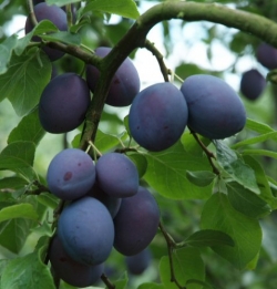 Zwetsche Geisenheimer Top als Hochstamm 8-10 cm im Container 30 ltr.