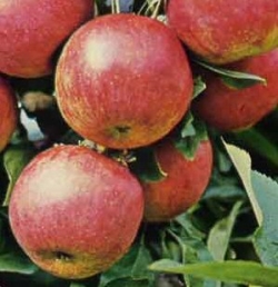 Apfel Gewürzluiken als Hochstamm 8-10 cm StU im Container 30 ltr