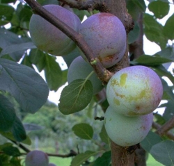 Apfel Duelmener Rosenapfel als Hochstamm 8-10cm im Container | Pflanzen |  Obstbäume & Beerenobst | Alte & historische Obstsorten