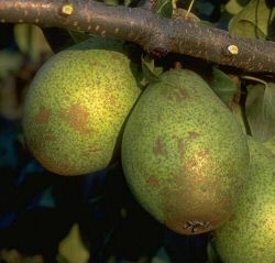 Birne Gräfin von Paris als Buschbaum im Container 7, 5 ltr