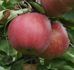 Apfel Roter Jonagold als Halbstamm im Container