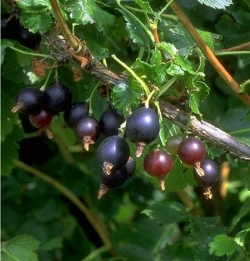 / Weinrebe & hoch im 1-jährige Weintraube 1 Pflanzen ca Weinreben red | Rebe | ,5 Container cm ltr, Obstbäume Suffolk & Beerenobst | 80 Kiwi