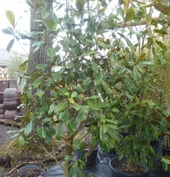 Magnolia grandiflora Gallisoniensis Solitär im Container 50 ltr