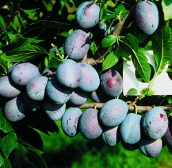 Zwetsche Katinka als Buschbaum im  10 ltr.