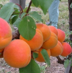 Aprikose Bergeron als Halbstamm C. | | Beerenobst & ltr. | & Pfirsich Aprikosen Obstbäume Pflanzen 12