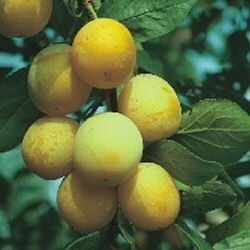 Mirabelle van Nancy als Hochstamm 8-10 cm StU im Container 25ltr.