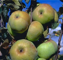 Apfel Ontarioapfel als Buschbaum im Container