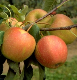 Apfel Pinova als Hochstamm 8-10  im Container 30 ltr