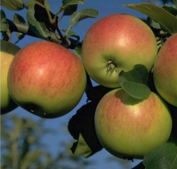 Apfel Reglindis als Buschbaum im Container
