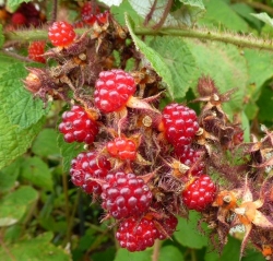 Japanische Weinbeere (Rubus phoenicolasius) im Co. 2 ltr