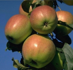 Apfel Rewena als Buschbaum im Container 7,5 ltr