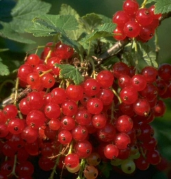 Rote Johannisbeere Rondom als Hochstamm ca. 90cm, C3ltr.