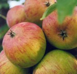 Apfel Roter Gravensteiner als Halbstamm im Container