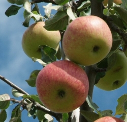 Apfel Roter James Grieve als Hochstamm 8-10cm  im Container 30 ltr