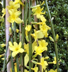 Gelber Winterjasmin (Jasminum nudiflorum)