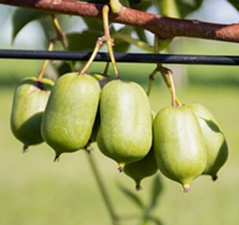 Häberli Beerenkiwi<br />
 SUPER ISSAI Actinidia in C4