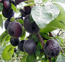Häberli Aprikose <br />
APRISALI® Aprikose/Pflaume Prunus* in C10