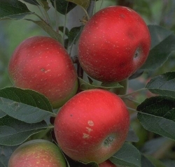 Apfel Discovery als Halbstamm im Container