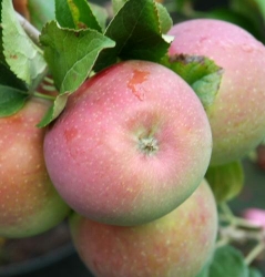 Apfel Fuji als Buschbaum im Container