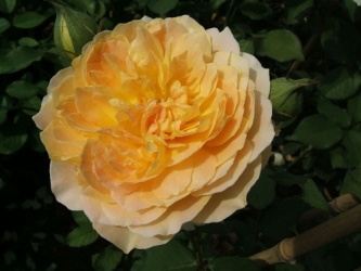 Austin Rose Molineux -R-